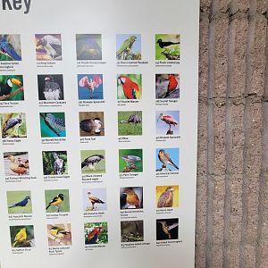 Bronx 7/22 - World of Birds - Gems of the Amazon mural ID Guide 4