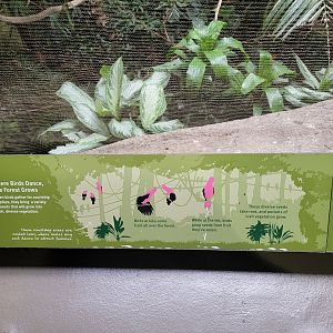 Bronx 7/22 - World of Birds - Cock of the rock signage