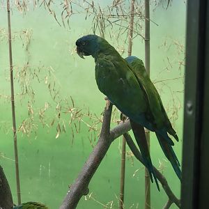 Bronx 7/22 - World of Birds - Blue-headed macaw