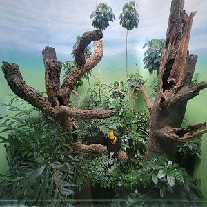 Bronx 7/22 - World of Birds - Great hornbill exhibit