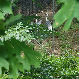 Bronx 7/22 - World of Birds - Off-show exhibit