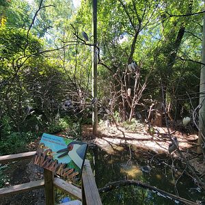 Bronx 7/22 - Children's Zoo - Black-crowned night herons (in case you don't see any wild ones)