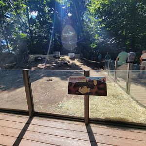 Bronx 7/22 - Children's Zoo - Prairie dogs