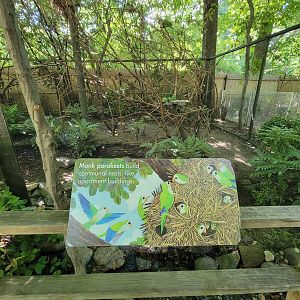 Bronx 7/22 - Children's Zoo - Monk parakeets