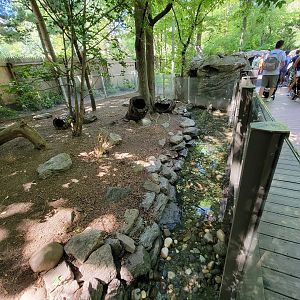 Bronx 7/22 - Children's Zoo - River otters