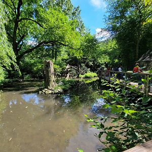 Bronx 7/22 - Children's Zoo - Squirrel monkey island