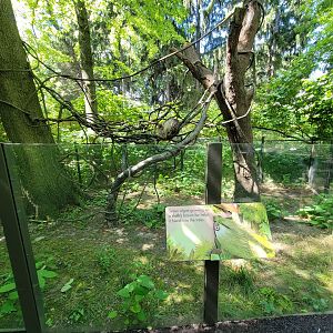 Bronx 7/22 - Children's Zoo - Sloth