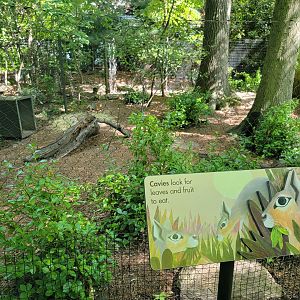 Bronx 7/22 - Children's Zoo - Patagonian mara