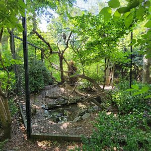 Bronx 7/22 - Children's Zoo - Owl