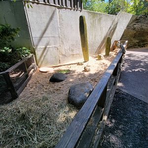 Bronx 7/22 - Children's Zoo - Tortoises