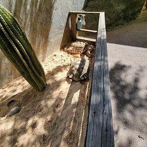 Bronx 7/22 - Children's Zoo - Tortoises