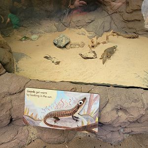 Bronx 7/22 - Children's Zoo - "Lizard"