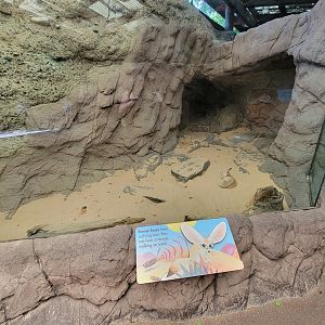 Bronx 7/22 - Children's Zoo - Fennec fox