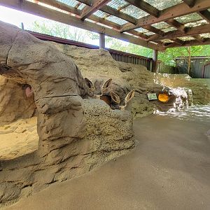 Bronx 7/22 - Children's Zoo - Fennec fox