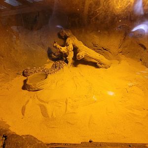 Bronx 7/22 - Children's Zoo - Snake