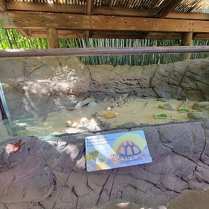 Bronx 7/22 - Children's Zoo - "Turtles"