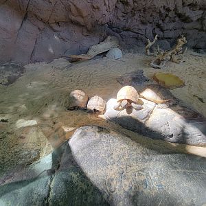 Bronx 7/22 - Children's Zoo - The "Turtles"