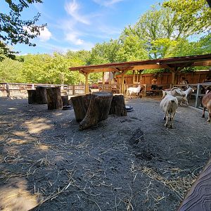 Bronx 7/22 - Children's Zoo - Barnyard