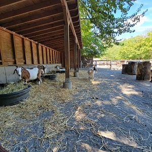 Bronx 7/22 - Children's Zoo - Barnyard