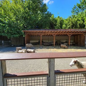 Bronx 7/22 - Children's Zoo - Barnyard