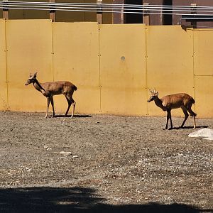 Bronx 7/22 - Monorail - Barn area