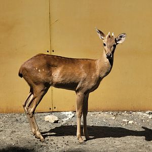 Bronx 7/22 - Monorail - Barn area