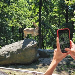 Bronx 7/22 - Monorail - Markhor rock