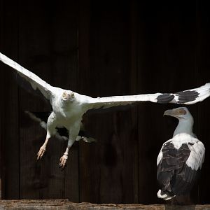 Palm-nut vulture : Cotswold Falconry Centre : 03 Sep 2021