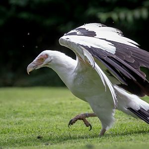 Palm-nut vulture : Cotswold Falconry Centre : 03 Sep 2021
