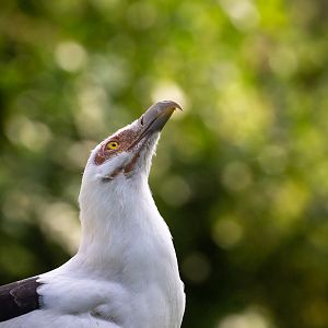 Palm-nut vulture : Cotswold Falconry Centre : 03 Sep 2021