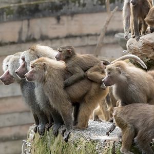 Hamadryas Baboons / Paignton / 18-3-23