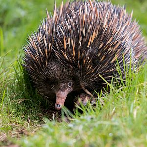 Short-beaked Echidna (Bruce) / Paignton / 18-3-23
