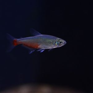 Redflank bloodfin tetra (Aphyocharax rathbuni)
