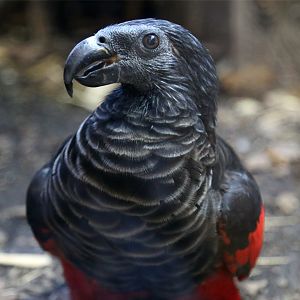 Pesquet's Parrot (Psittrichas fulgidus)