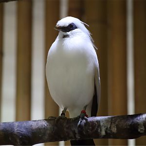 Bali Myna