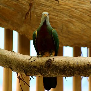 Wompoo Fruit Dove (Ptilinopus magnificus)