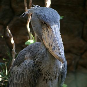Shoebill (Balaeniceps rex)