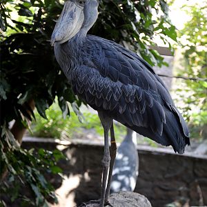 Shoebill (Balaeniceps rex)