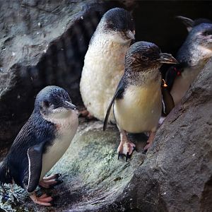 Little Penguin (Eudyptula minor)