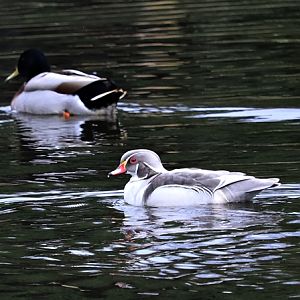 Silver wood duck (Aix sponsa)