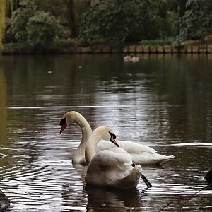 Mute swans (Cygnus olor)