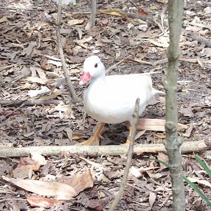 Unidentified Duck ID - Zoo Miami, Wings of Asia March 2023
