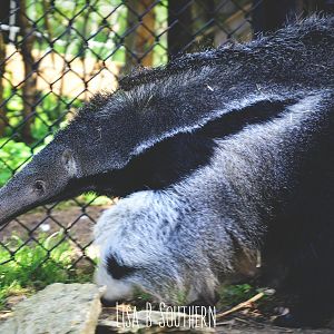 anteater