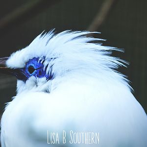 Bali Mynah