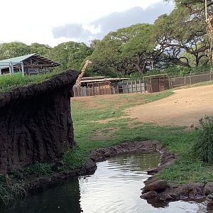 Reticulated Giraffe (3/25/23)