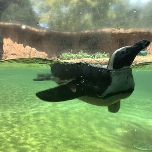 Penguin Swimming 3/25/23