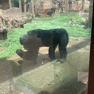 Female Chimpanzee 3/25/23