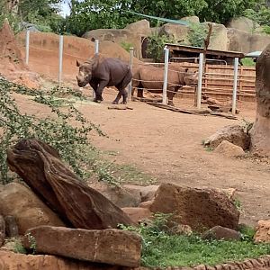 Eastern Black Rhinoceros Kendi and Aria 3/25/23