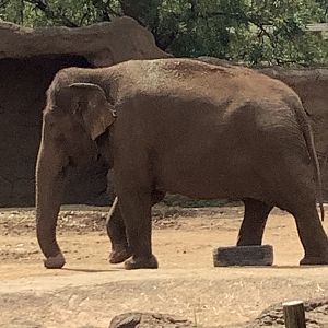 Asian Elephant Vaigai 3/25/23