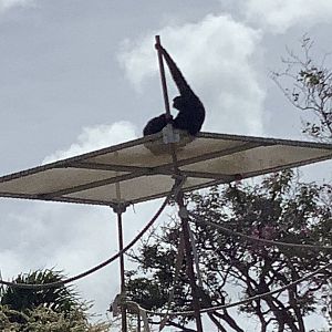 Siamangs Elvis and Ela’Ela 3/25/23